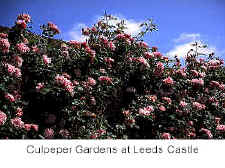 Culpeper Gardens at Leeds Castle